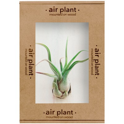 Microgarden Air Plant  Caput Medusae