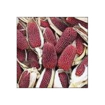 Livingseeds Corns 