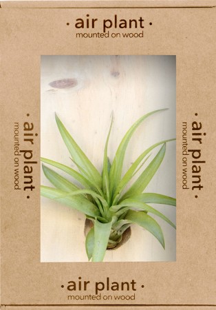 Microgarden Air Plant Tillandsia Multiflora