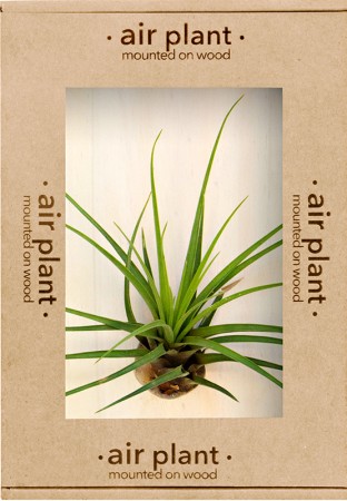 Microgarden Air Plant Melanocrater