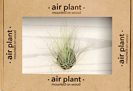 Microgarden Air Plant Argentea